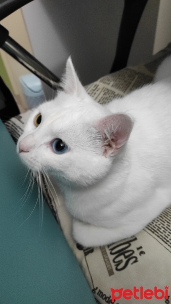 Van Kedisi, Kedi  Yumak fotoğrafı