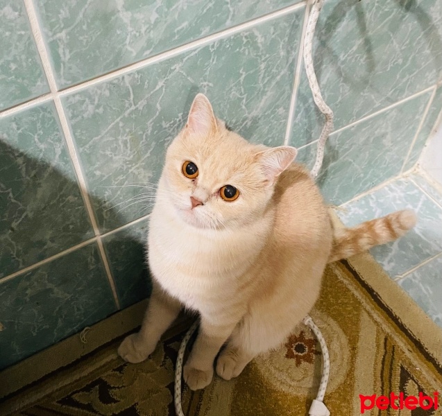 British Shorthair, Kedi  Limon fotoğrafı