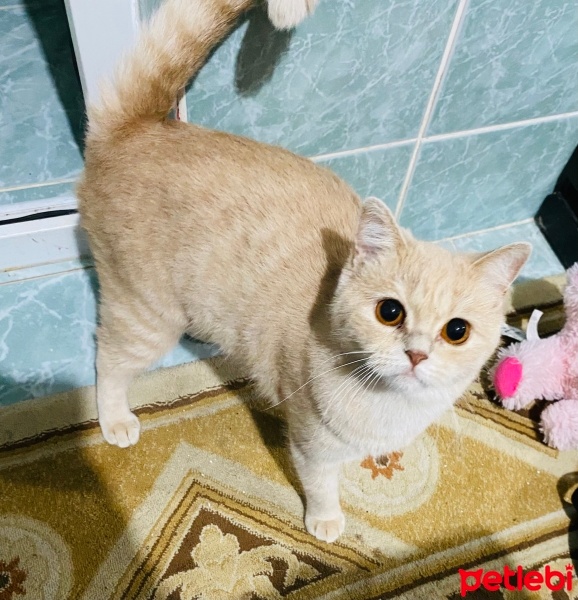 British Shorthair, Kedi  Limon fotoğrafı