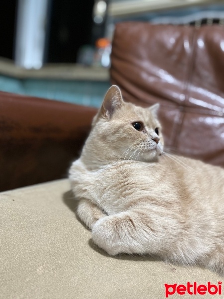British Shorthair, Kedi  Limon fotoğrafı
