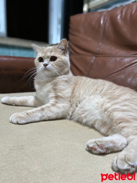 British Shorthair, Kedi  Limon fotoğrafı