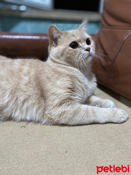 British Shorthair, Kedi  Limon fotoğrafı
