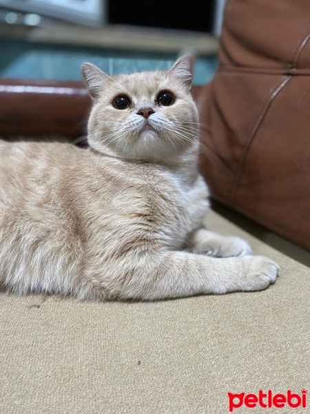 British Shorthair, Kedi  Limon fotoğrafı