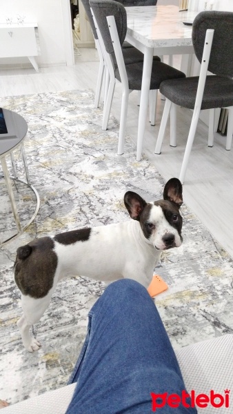 Fransız Bulldog, Köpek  Cindy fotoğrafı