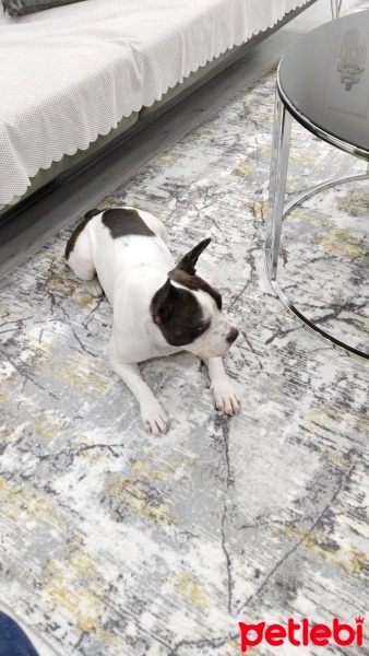 Fransız Bulldog, Köpek  Cindy fotoğrafı