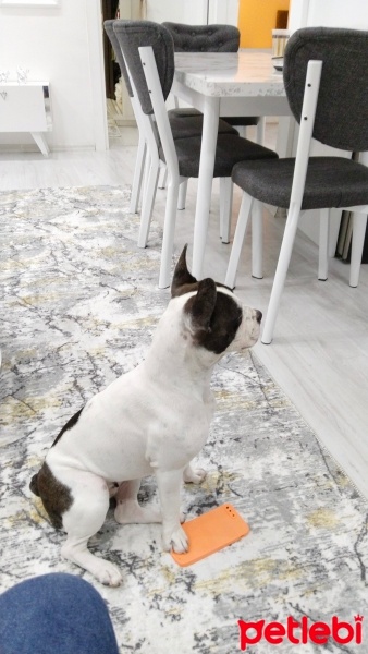 Fransız Bulldog, Köpek  Cindy fotoğrafı