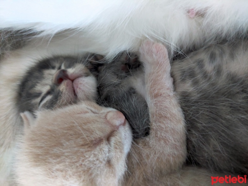 Sarman, Kedi  Tekir ve sarman 2 aylık yavru kediler fotoğrafı
