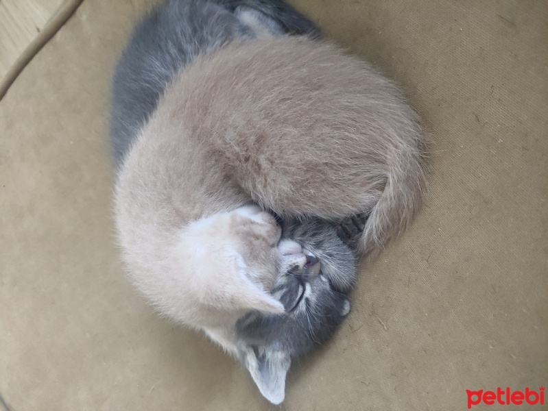 Sarman, Kedi  Tekir ve sarman 2 aylık yavru kediler fotoğrafı