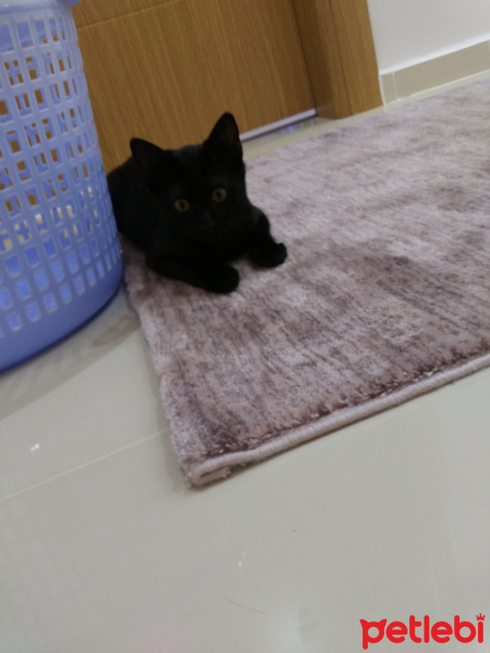 Bombay, Kedi  Pars fotoğrafı