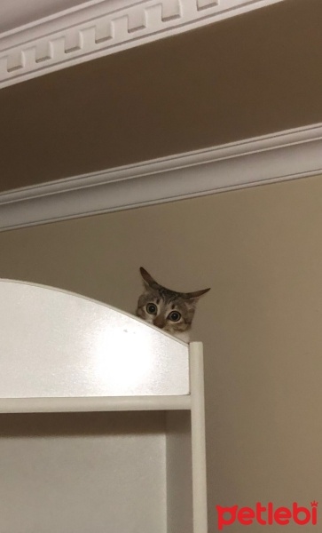 Tekir Kedi, Kedi  Paşa fotoğrafı