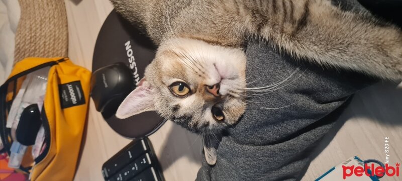 British Shorthair, Kedi  Bera fotoğrafı