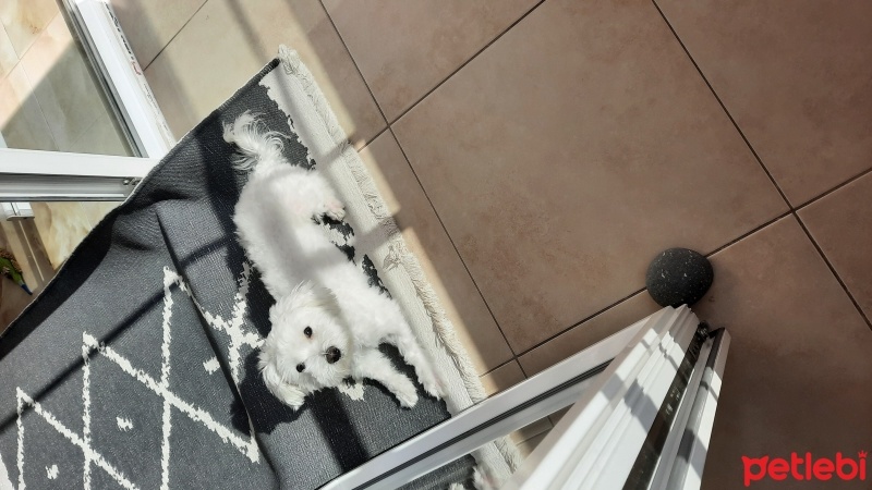 Maltese, Köpek  Rio fotoğrafı