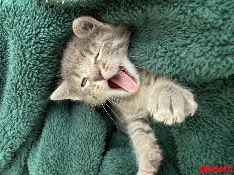 Tekir Kedi, Kedi  Mia fotoğrafı