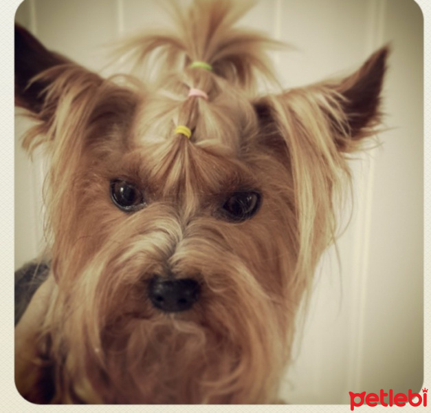 Yorkshire Terrier, Köpek  Shila fotoğrafı