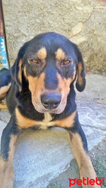 Norveç Geyik Avcısı, Köpek  dost fotoğrafı