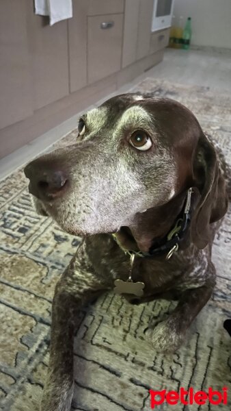 Pointer, Köpek  Peri fotoğrafı