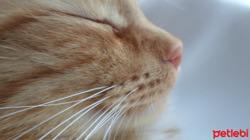 Tekir Kedi, Kedi  Pizza fotoğrafı