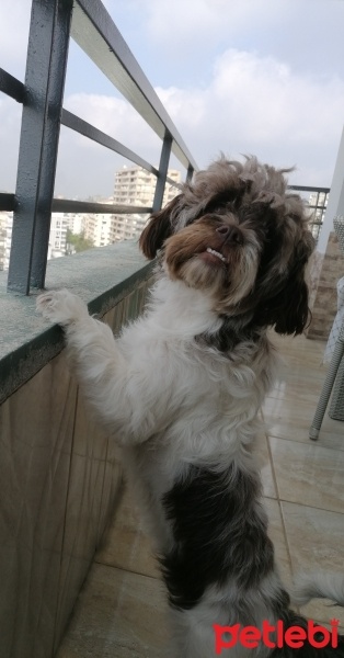 Maltese, Köpek  Dora fotoğrafı