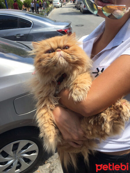 İran Kedisi (Persian), Kedi  Sisi fotoğrafı