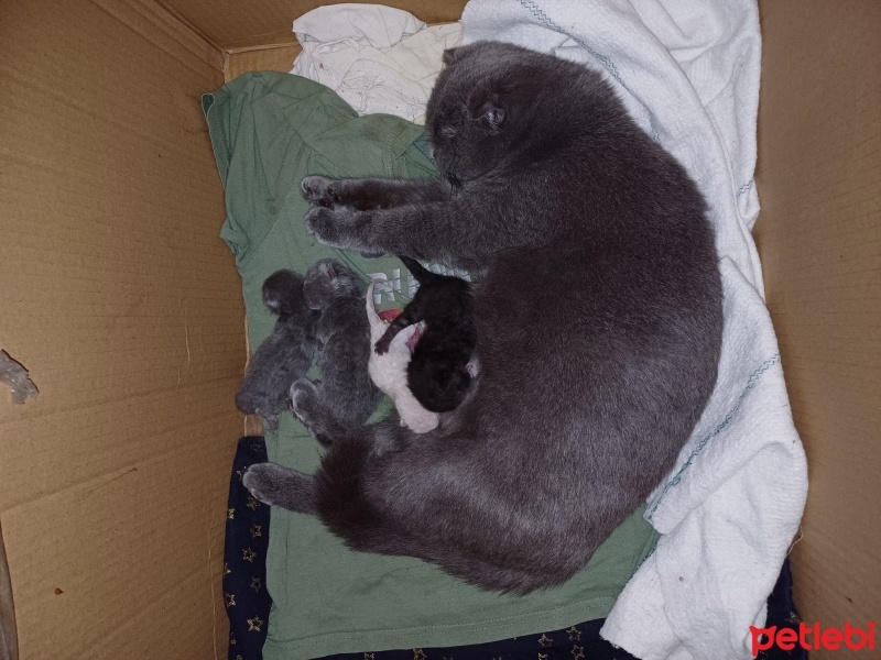 Scottish Fold, Kedi  Duman fotoğrafı