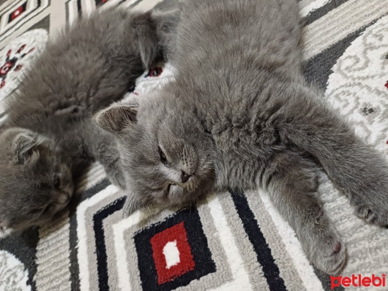 Scottish Fold, Kedi  Duman fotoğrafı