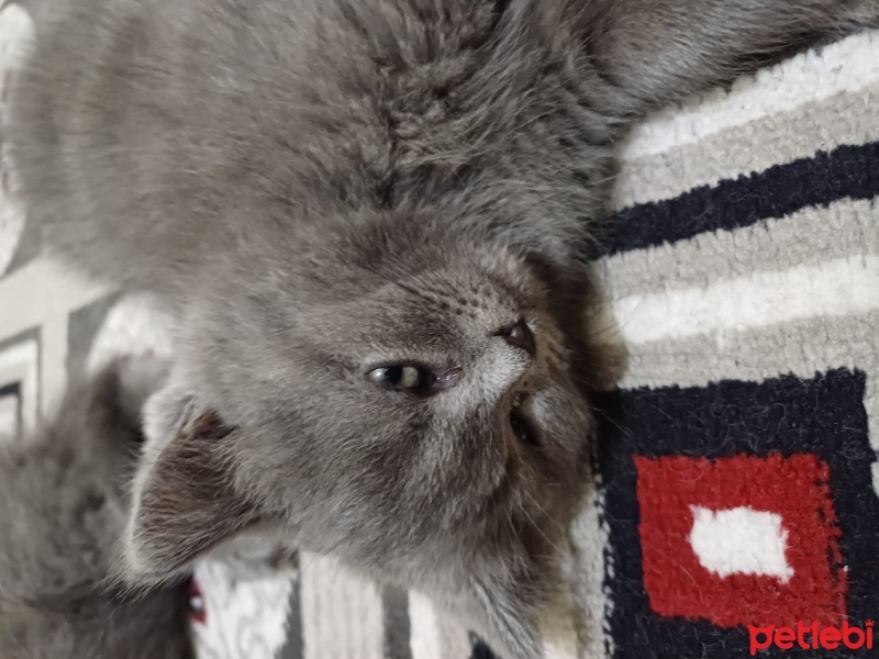 Scottish Fold, Kedi  Duman fotoğrafı
