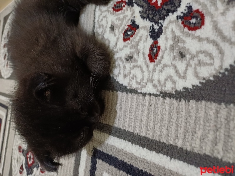 Scottish Fold, Kedi  Duman fotoğrafı