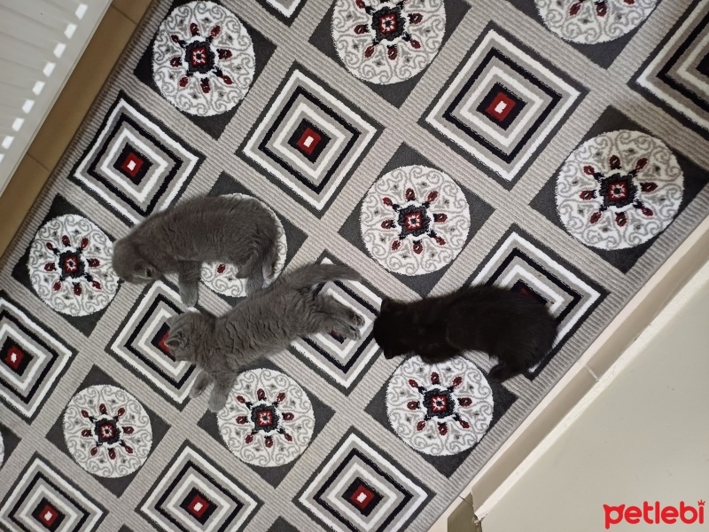 Scottish Fold, Kedi  Duman fotoğrafı
