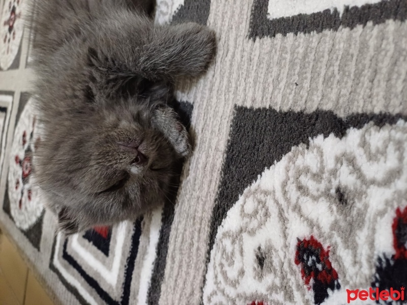 Scottish Fold, Kedi  Duman fotoğrafı