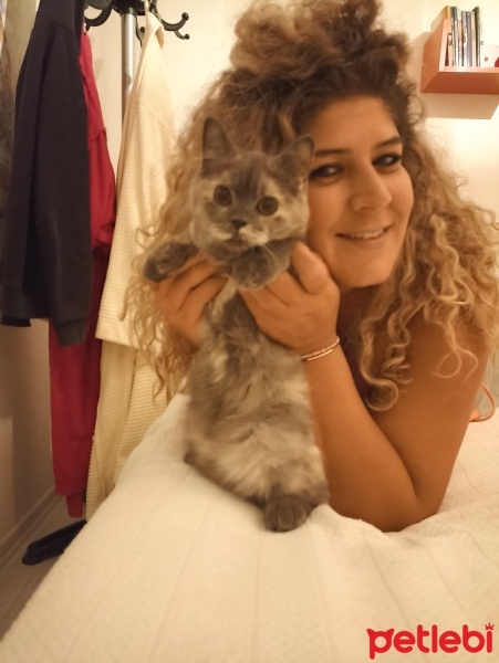 British Shorthair, Kedi  Balım fotoğrafı