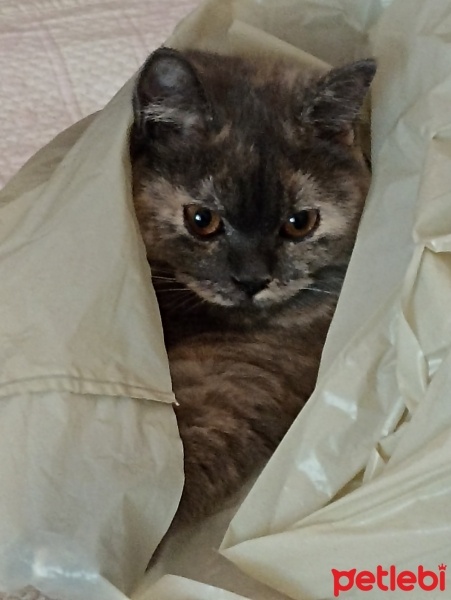 British Shorthair, Kedi  Balım fotoğrafı