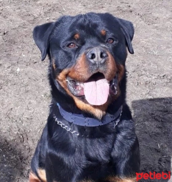 Rottweiler, Köpek  Jr. Zeus fotoğrafı