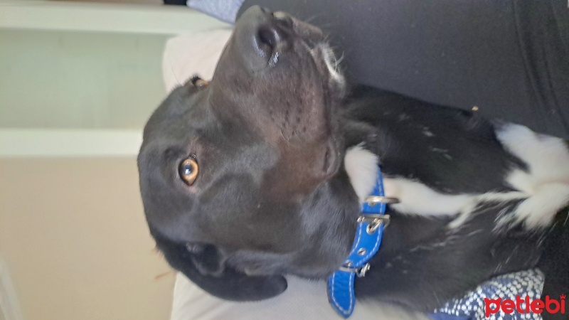 Labrador Retriever, Köpek  Cesur fotoğrafı