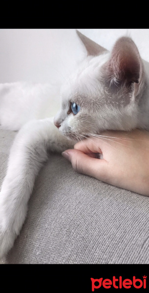Ankara Kedisi, Kedi  Ceku  fotoğrafı