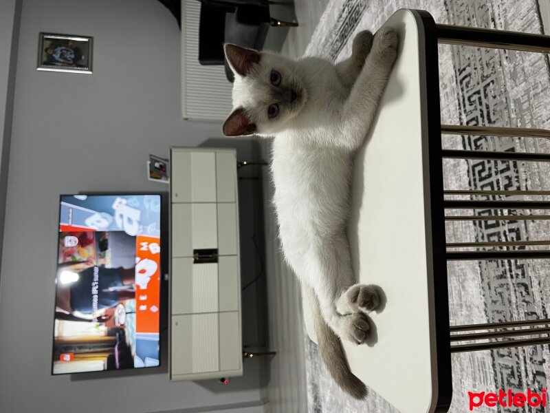 British Shorthair, Kedi  Maviş fotoğrafı