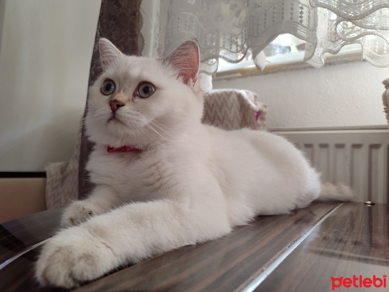 British Shorthair, Kedi  Mia fotoğrafı