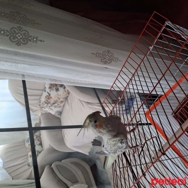 Kokatiyel ve Paraket, Kuş  Limon fotoğrafı