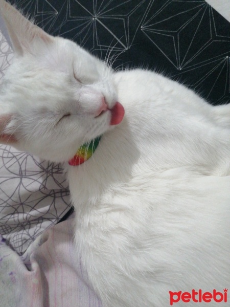 Tekir Kedi, Kedi  bihter fotoğrafı