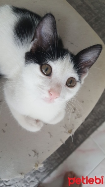 Tekir Kedi, Kedi  Bihter fotoğrafı
