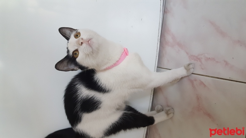 Tekir Kedi, Kedi  Bihter fotoğrafı