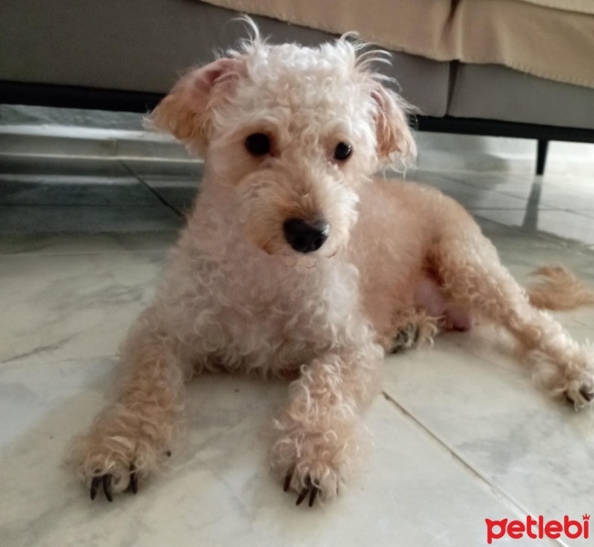 Poodle (Minyatür Kaniş), Köpek  Liya fotoğrafı