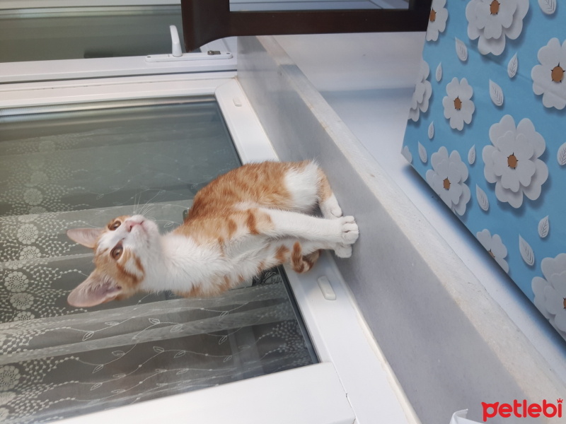 Sarman, Kedi  Tarçın fotoğrafı
