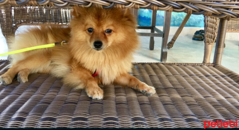 Pomeranyalı, Köpek  Leo fotoğrafı