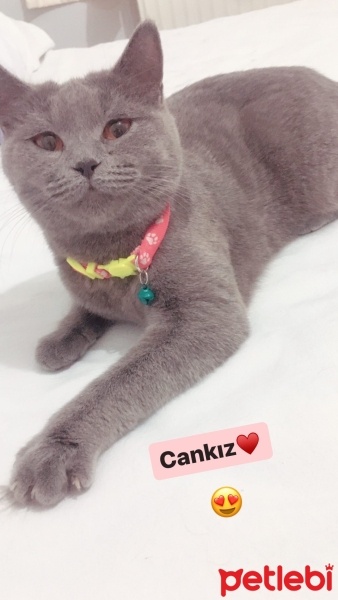 British Shorthair, Kedi  Mia fotoğrafı