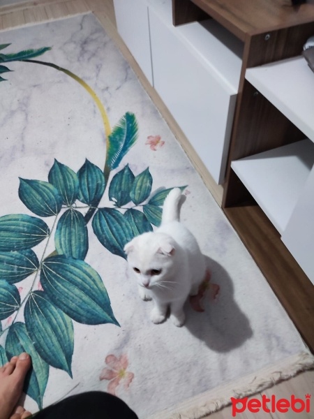 Scottish Fold, Kedi  Boncuk fotoğrafı