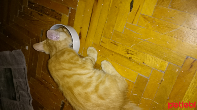 Tekir Kedi, Kedi  Sipsi fotoğrafı