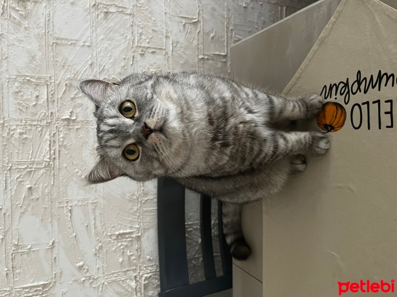 British Shorthair, Kedi  Dobby fotoğrafı
