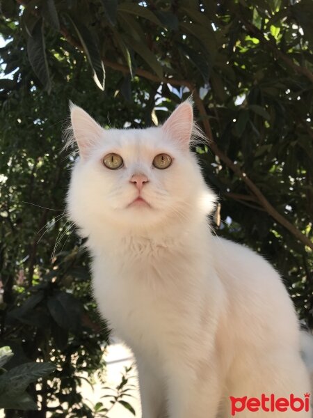 Ankara Kedisi, Kedi  Boncuk fotoğrafı