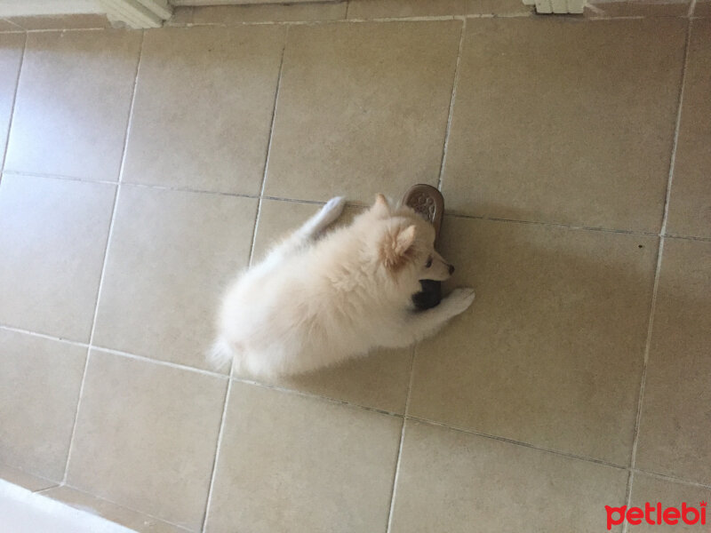 Pomeranyalı, Köpek  LOLA fotoğrafı