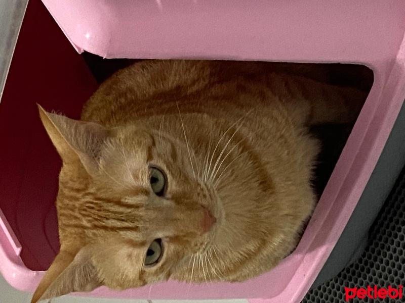 Sarman, Kedi  BALLİ fotoğrafı